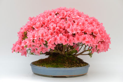 Clifton High School - The Bristol Magazine Online